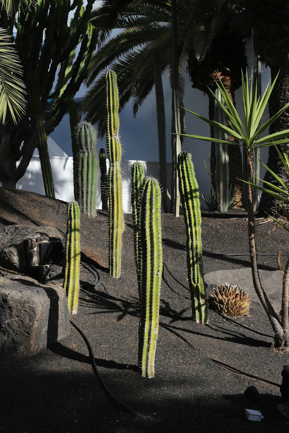 green cactus plant on gray concrete wall