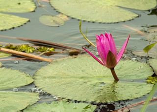 pink lotus flower on water