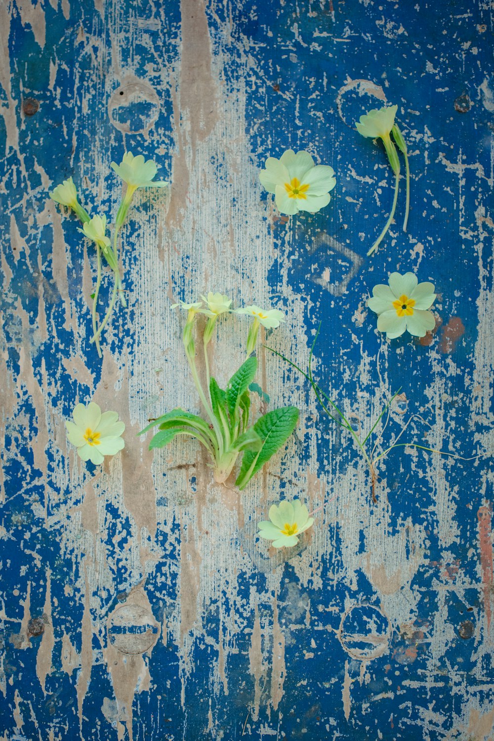 yellow flowers on blue and brown wooden board