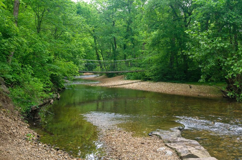 green trees beside river during daytime