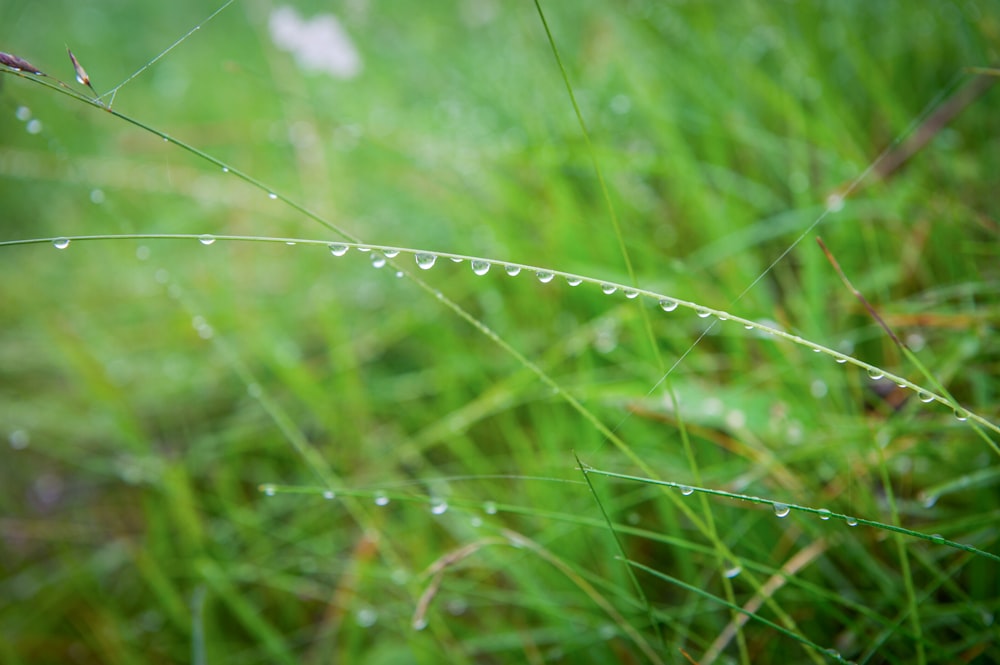 water droplets on green grass during daytime