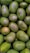 A collection of fresh, green mangoes closely packed together. The mangoes have smooth skin with patches of lighter green and are arranged in an overlapping pattern. Some mangoes have small, protruding stems visible.