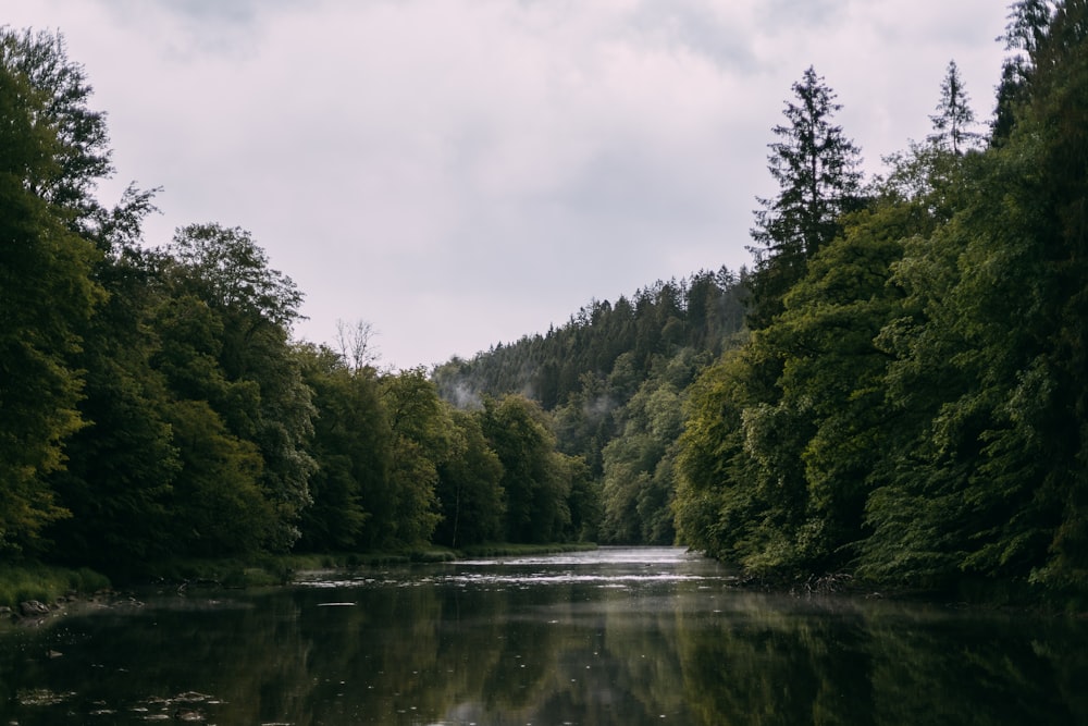 green trees beside river under cloudy sky during daytime