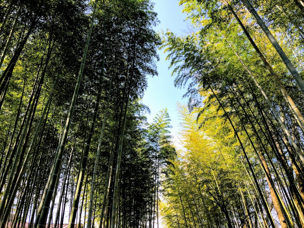 low angle photography of green trees during daytime