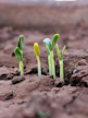 green plant on brown soil