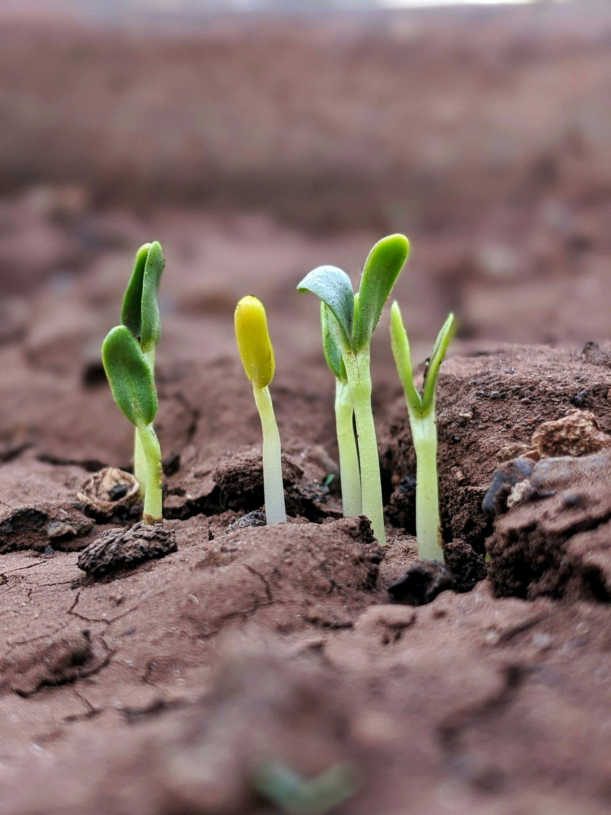 Grow Your Small Business Using These Strategies
