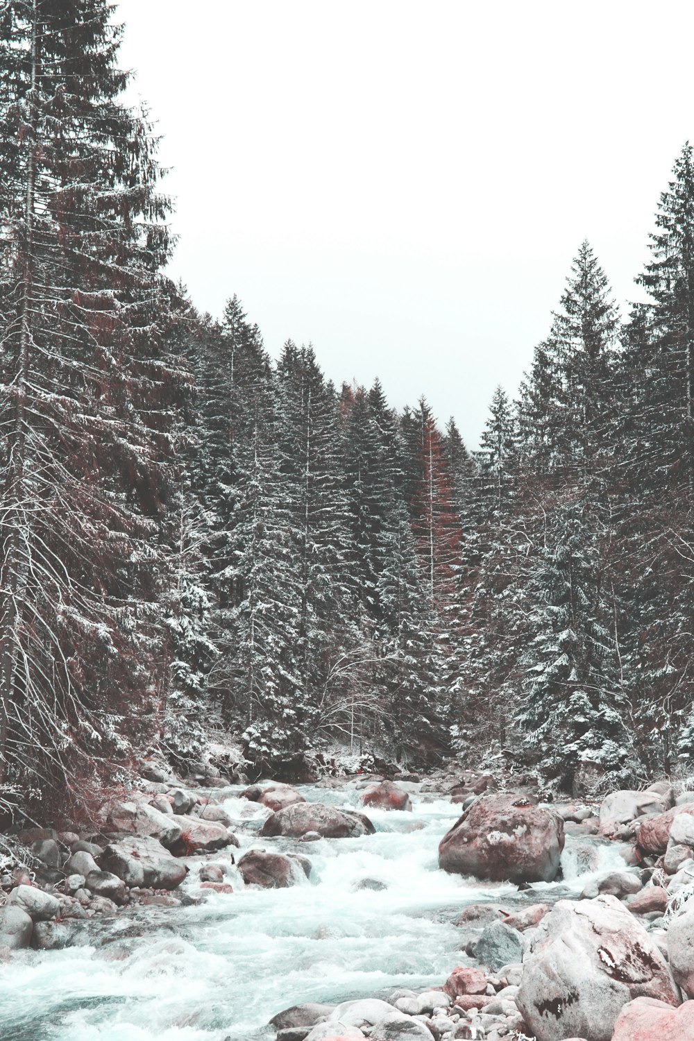 snow covered trees and rocks