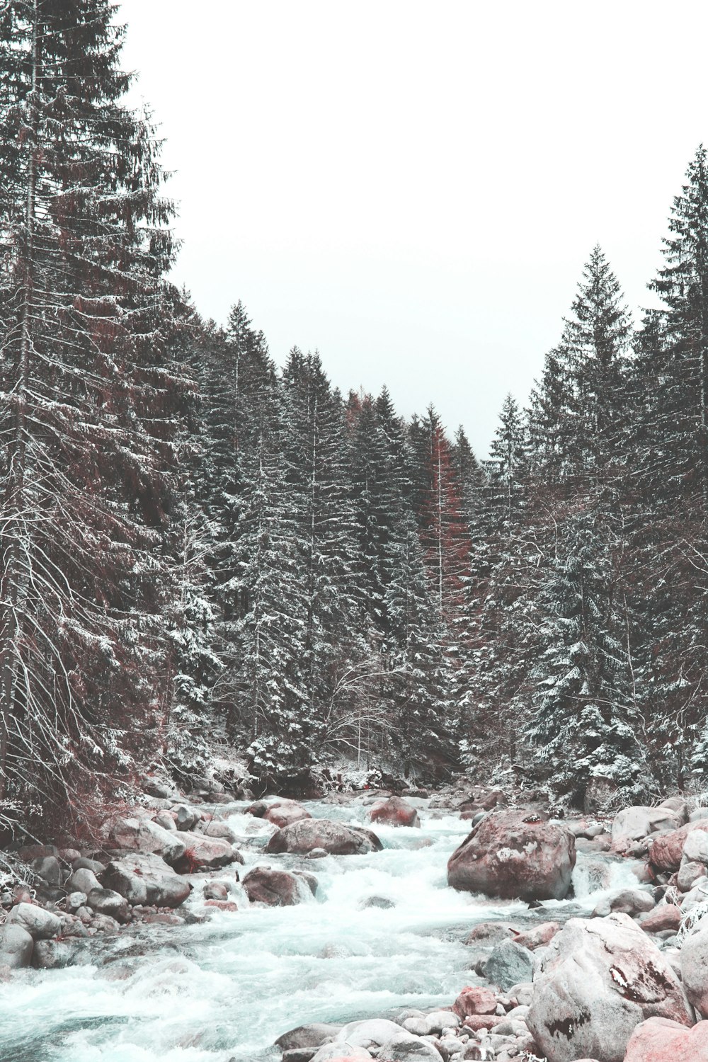 Arbres et rochers enneigés