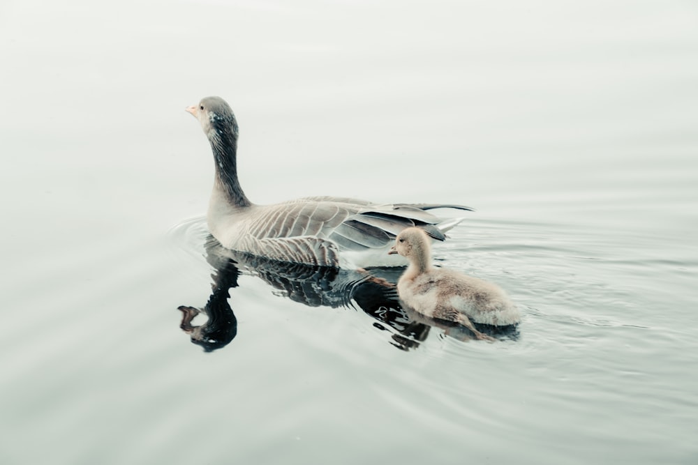 brown duck on water during daytime