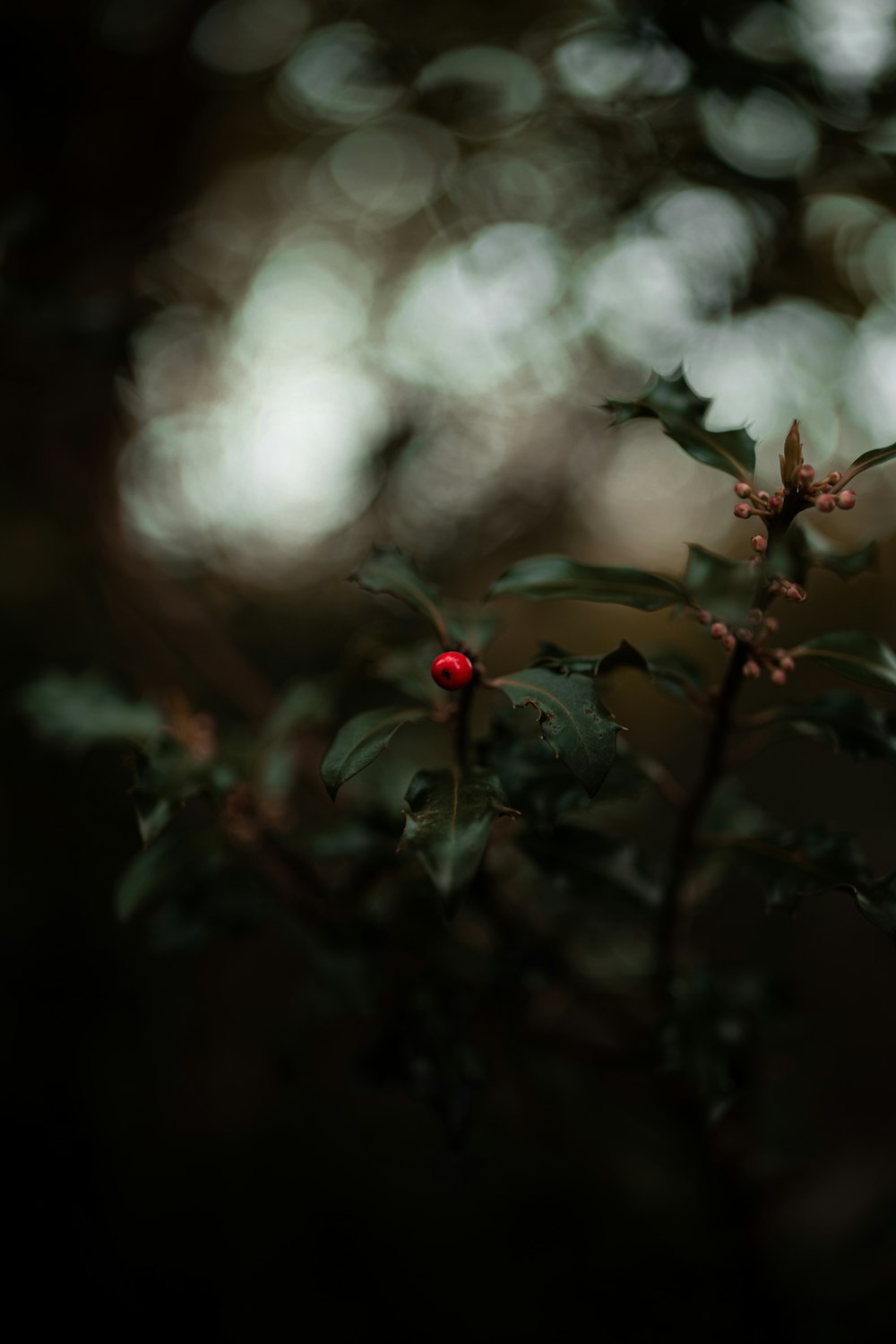 fruits ronds rouges sur la branche de l’arbre