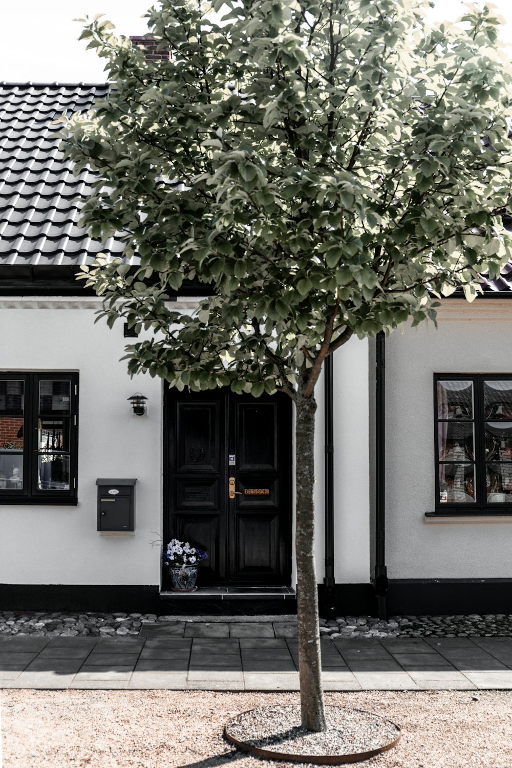 green tree in front of white concrete building