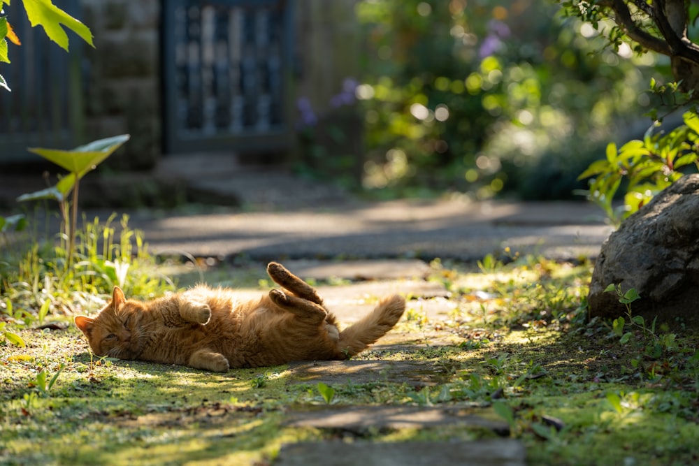 brown short coated dog lying on ground during daytime