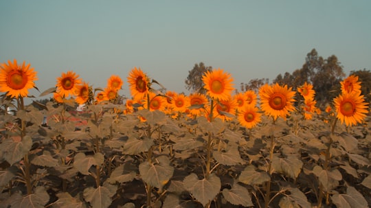 sunflower field under blue sky during daytime in Gujarat India