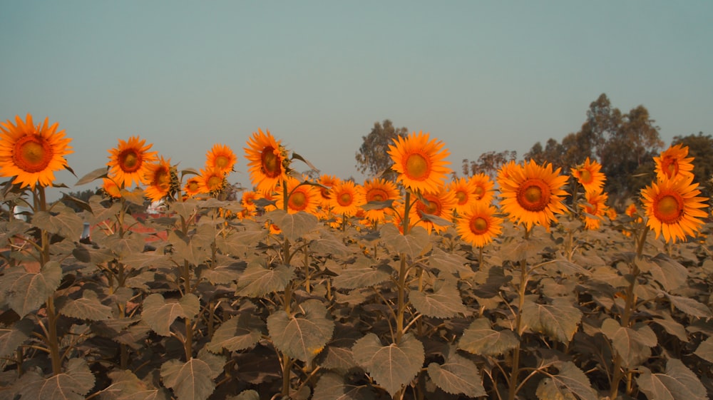 sunflower field under blue sky during daytime