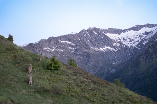 green grass field near snow covered mountain during daytime in Col d'Agnés France