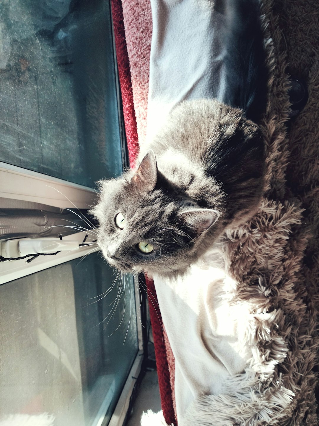 black and white cat on brown textile