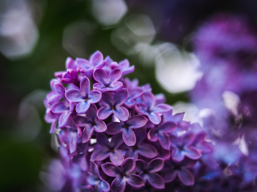 flor púrpura en lente de cambio de inclinación