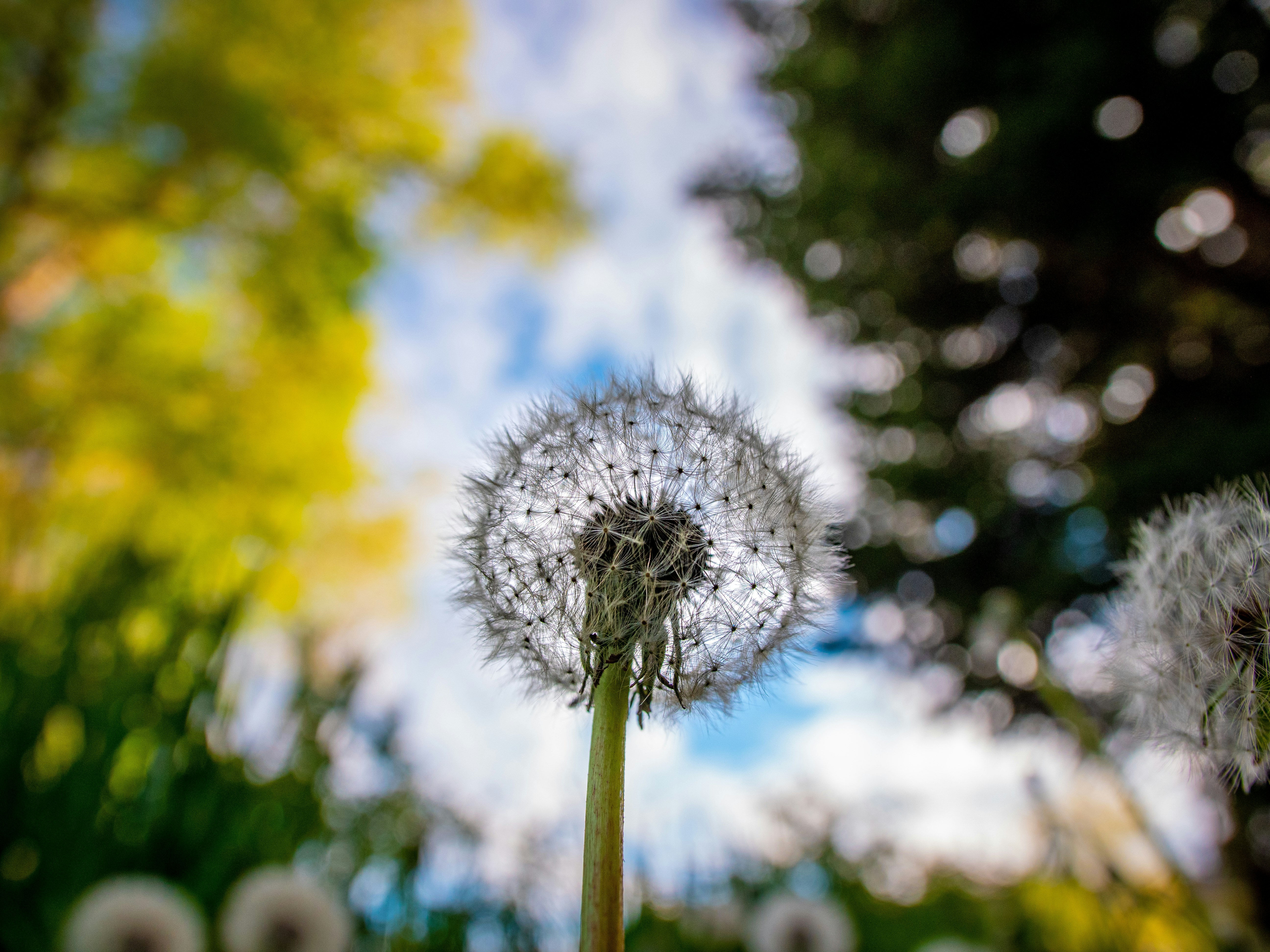 white dandelion in close up photography