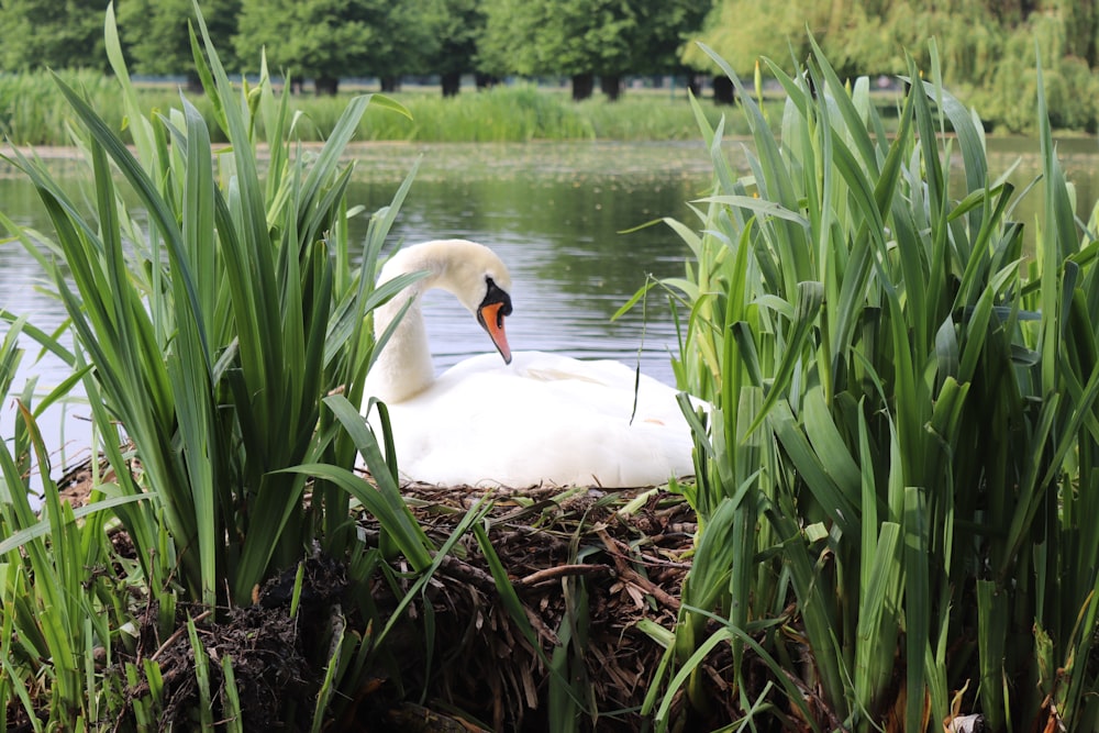 white swan on brown grass during daytime