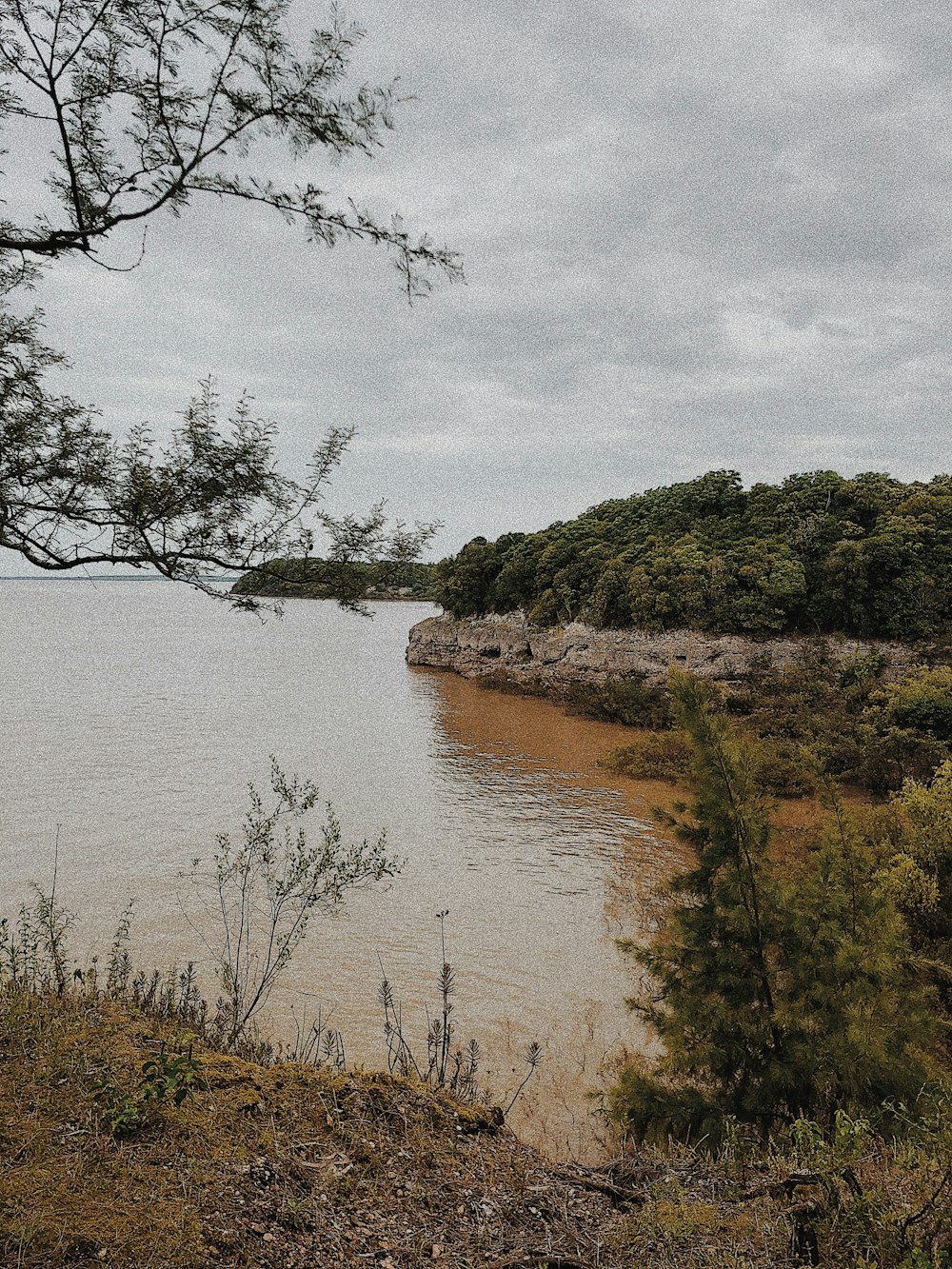 árboles verdes junto al cuerpo de agua durante el día