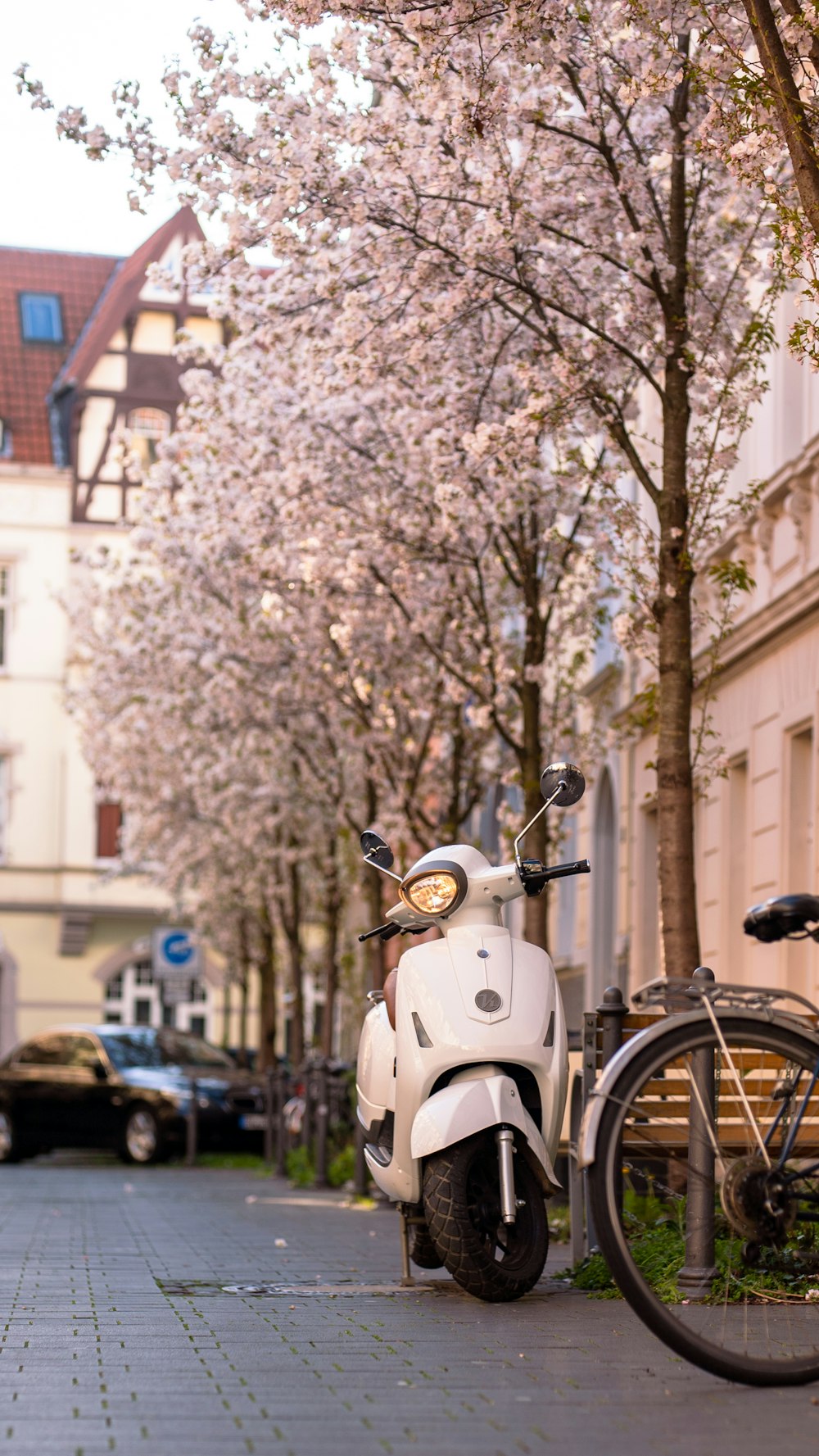 white and black motorcycle parked near white and brown tree during daytime