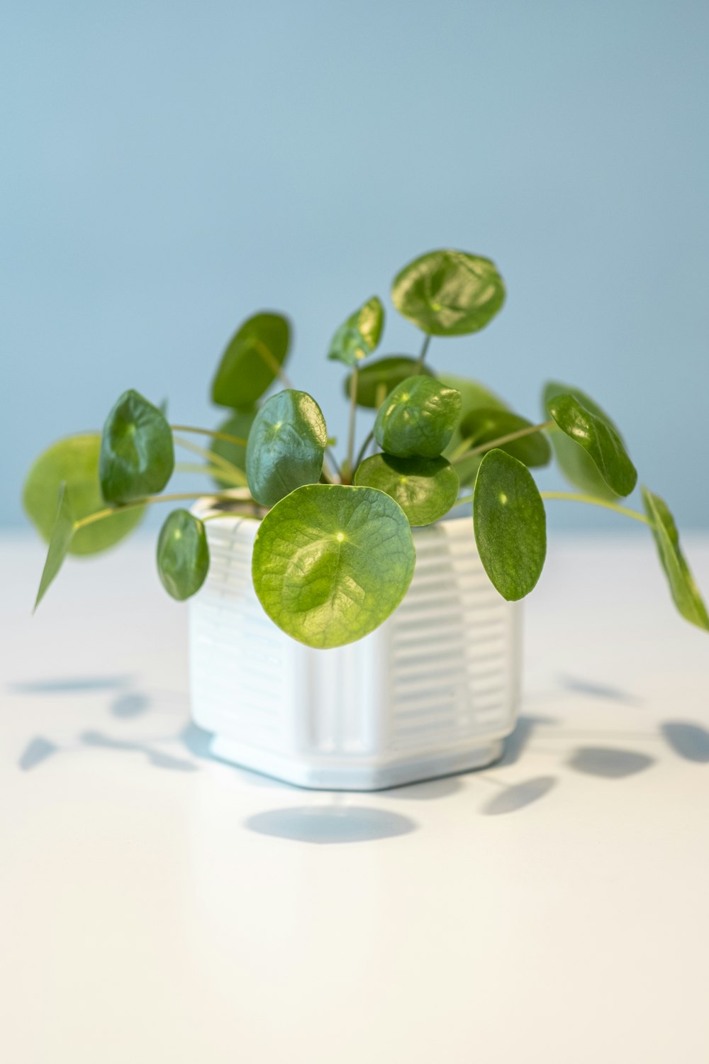 green plant on white ceramic pot