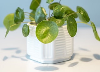 green plant on white ceramic pot