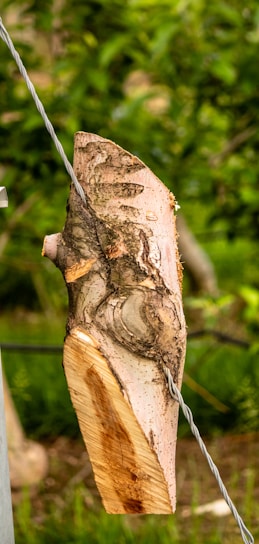 A piece of rough, textured wood with irregular shapes is impaled on a taut wire, set against a blurred background of lush green foliage. The bark is partially removed, revealing natural wood grain and intricate patterns formed by growth rings.