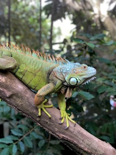 green and brown iguana on brown tree branch during daytime