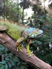 green and brown iguana on brown tree branch during daytime