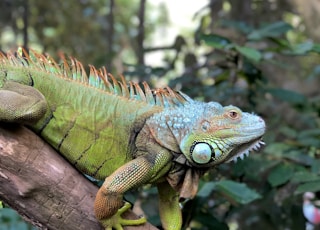 green and brown iguana on brown tree branch during daytime