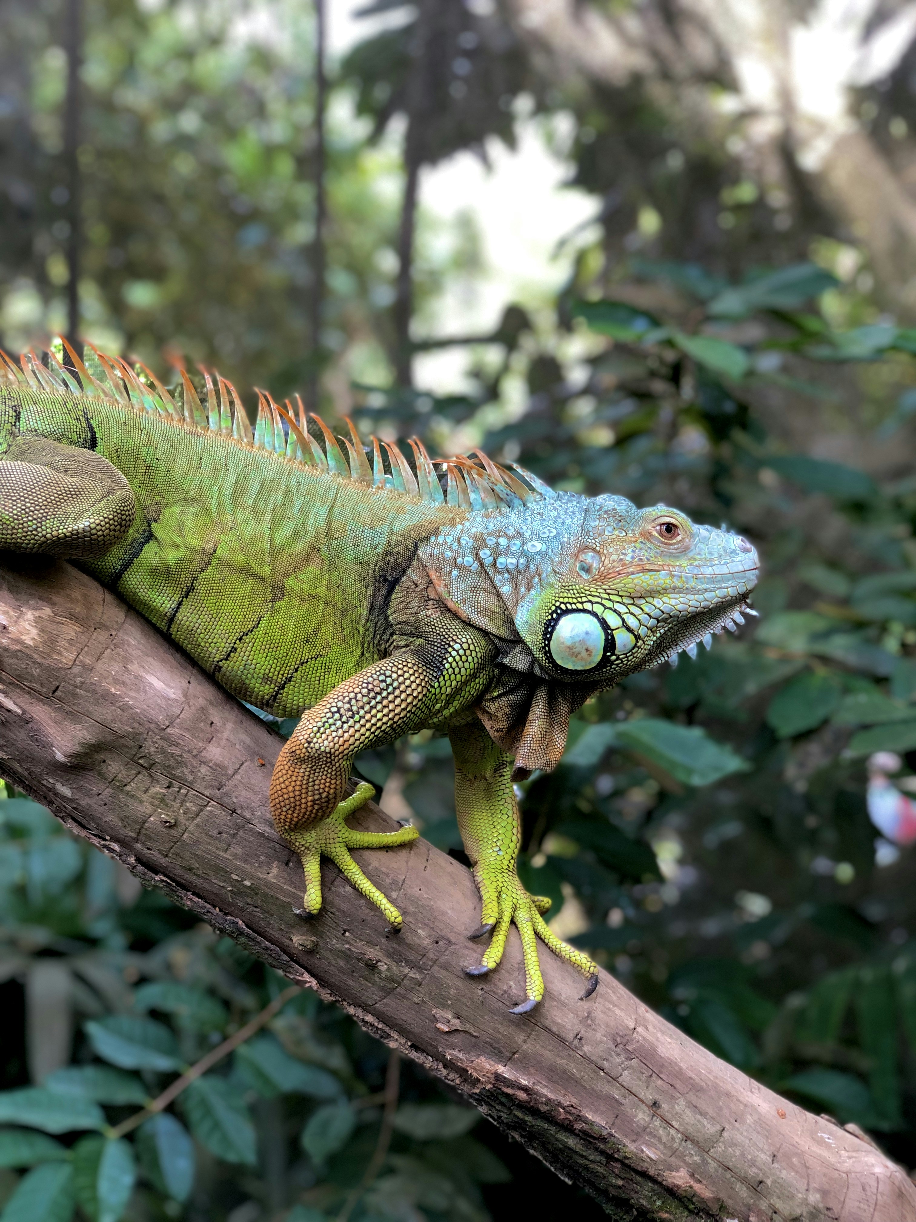 Handling And Taming Aggressive Reptiles: A Guide