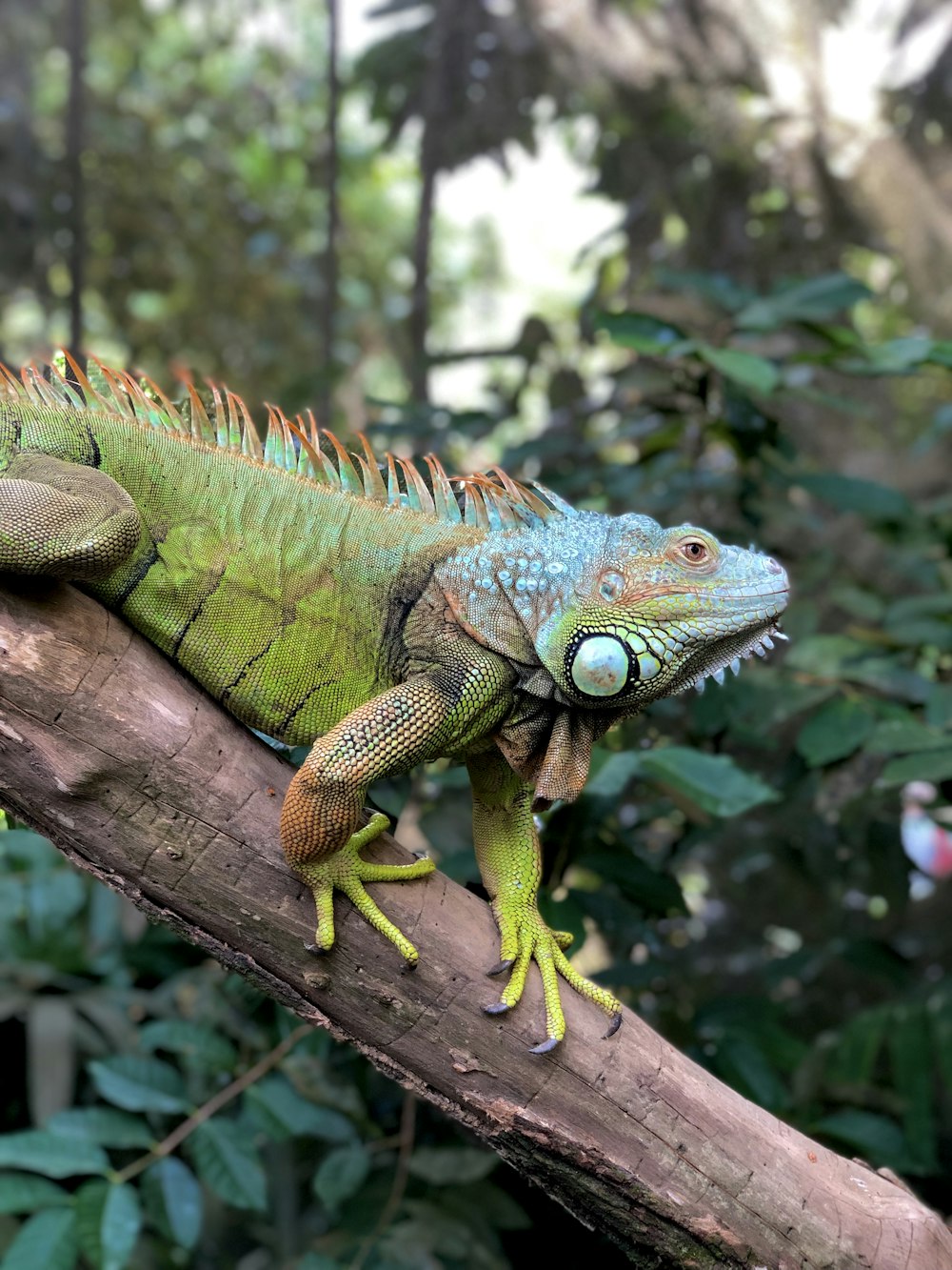 green and brown iguana on brown tree branch during daytime