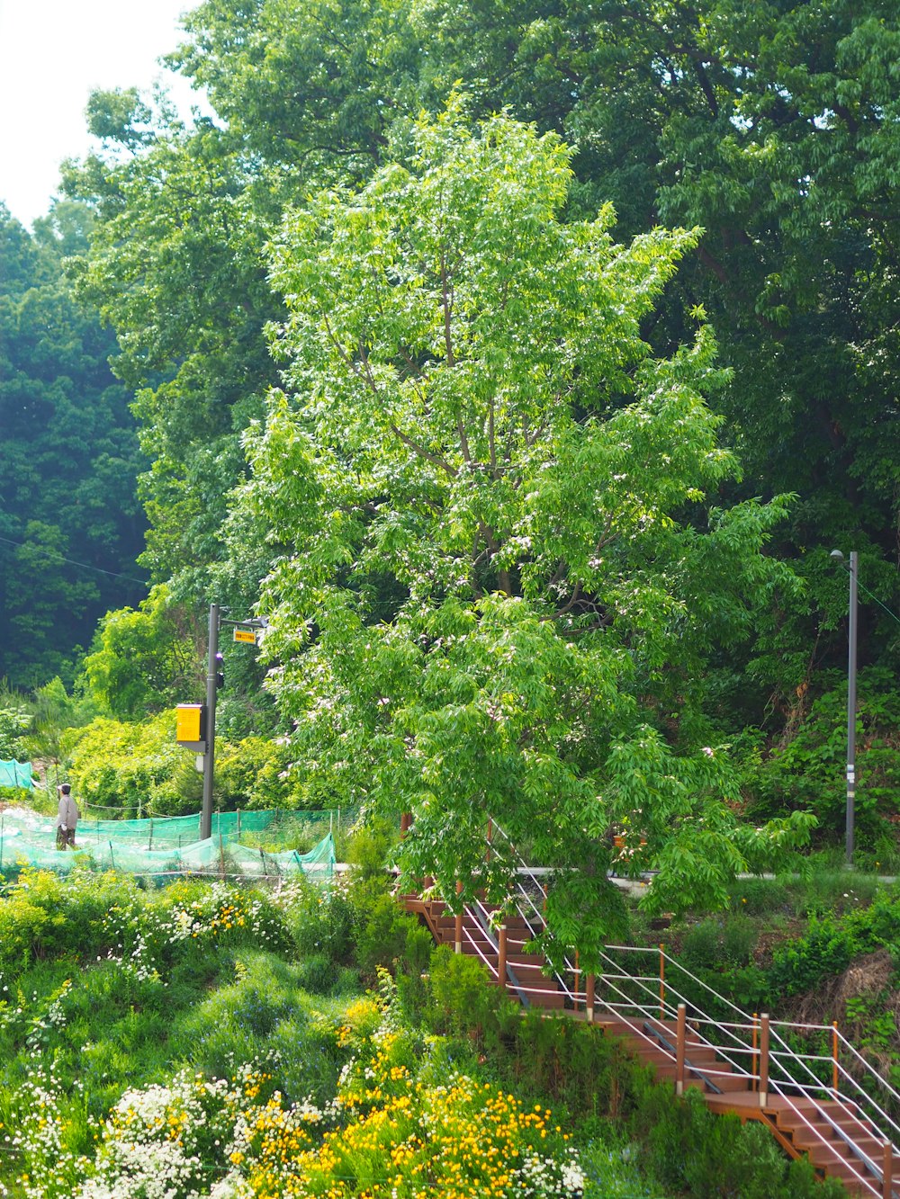 green trees near road during daytime