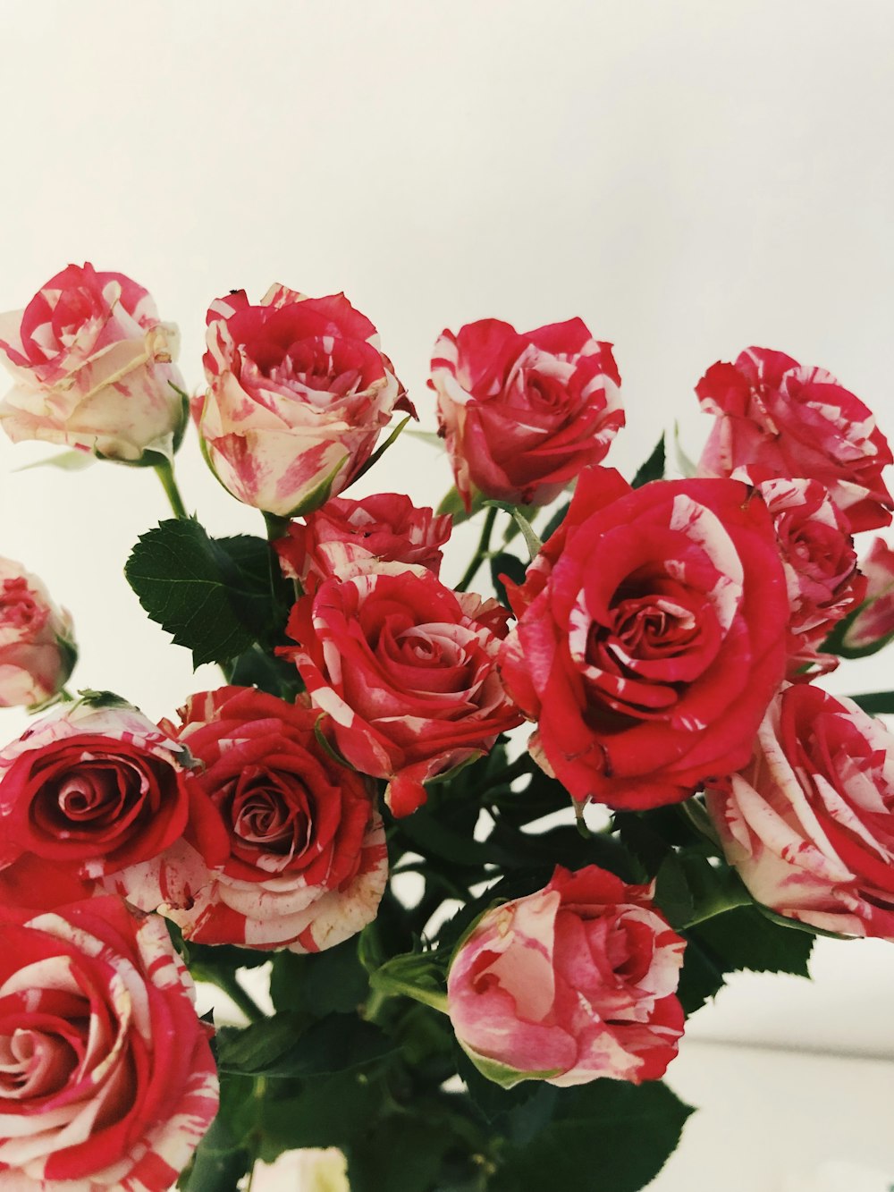 pink roses in white background