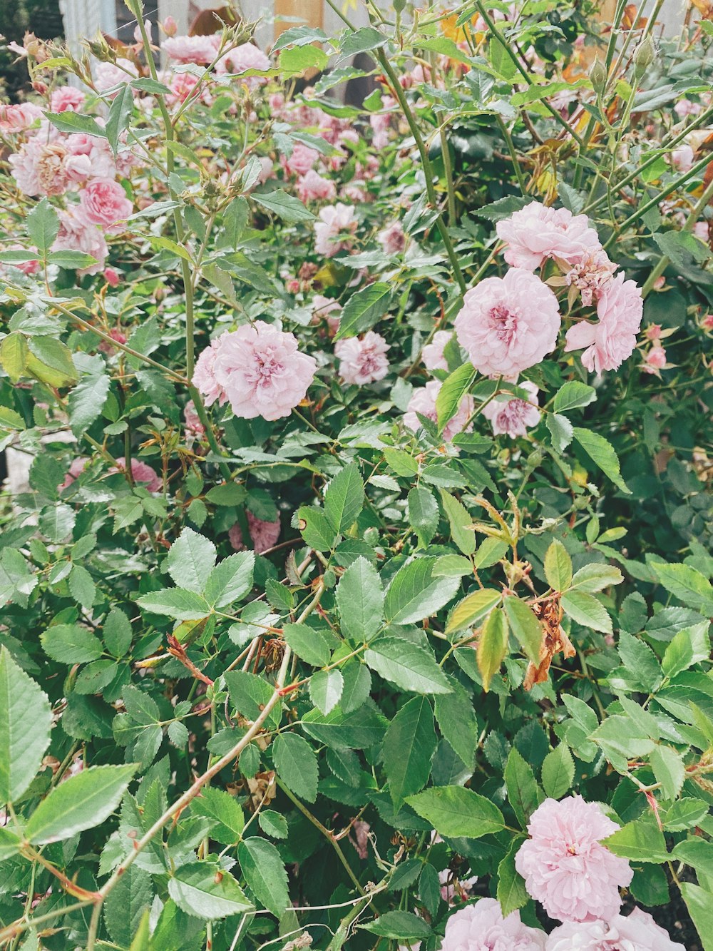 rosa Blüten mit grünen Blättern