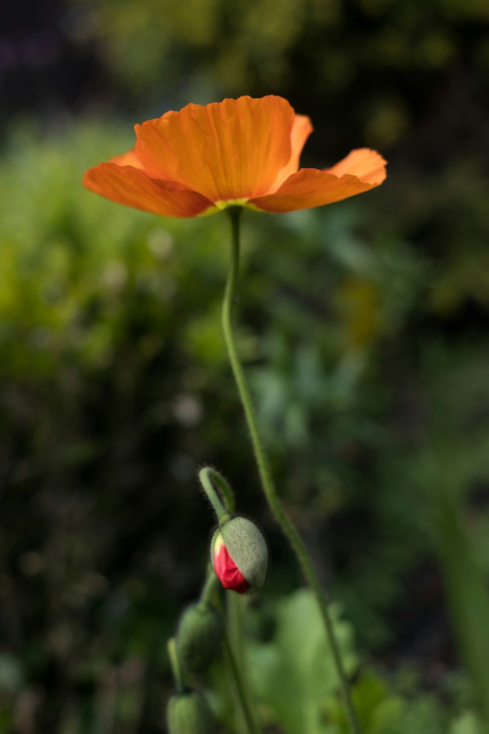 orange flower in tilt shift lens