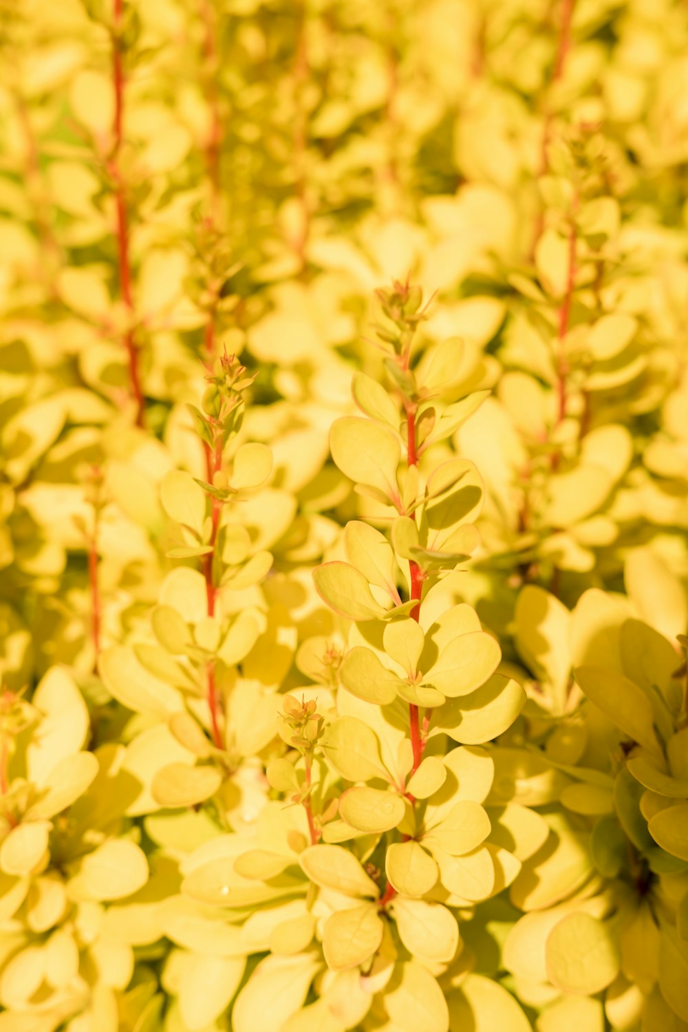 yellow and red leaves during daytime