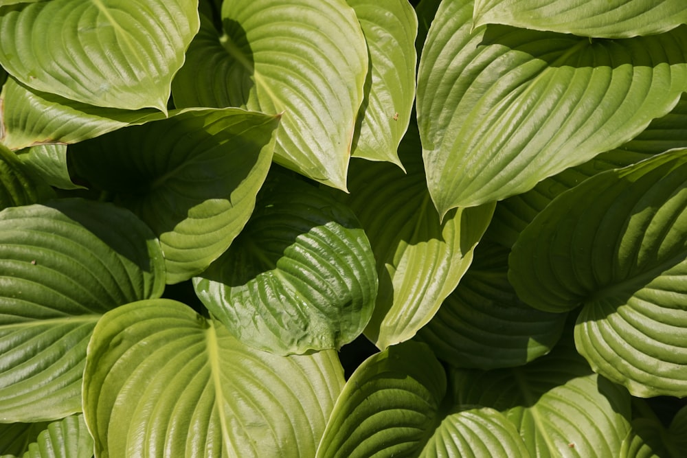 green leaves in close up photography