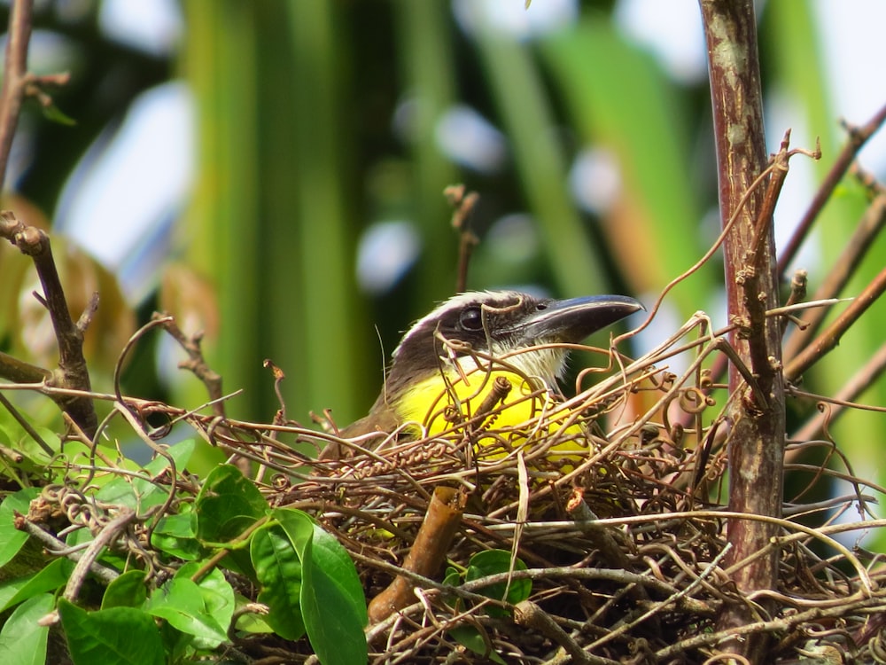 black and yellow bird on brown tree branch during daytime