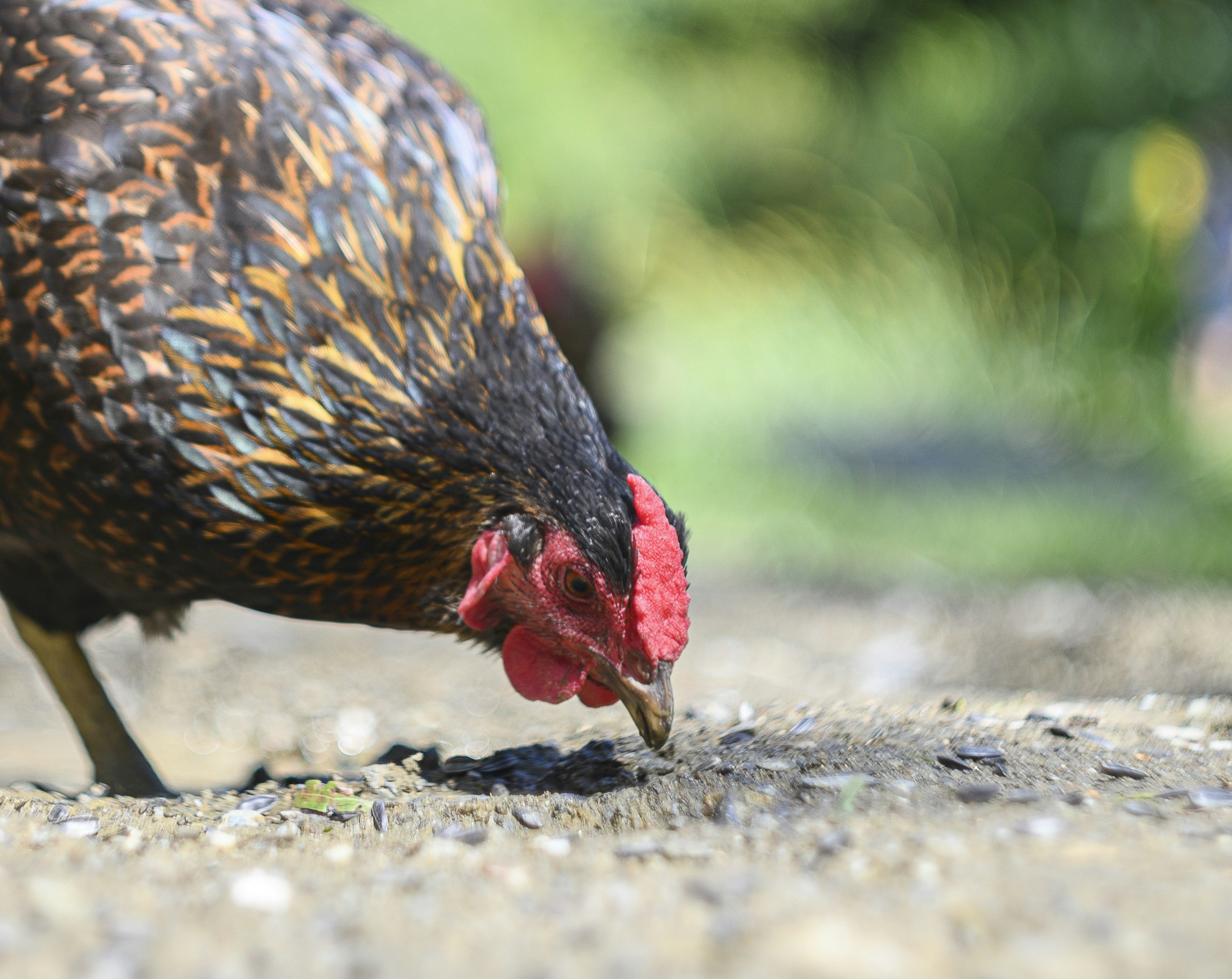 낮 동안 지상에 갈색과 검은 색 닭 사진 – Unsplash의 무료 동물 이미지, image size:3000x2383