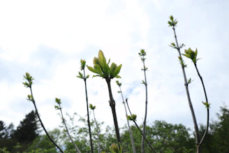 Young students engaged in an outdoor mentorship session beneath a blooming tree, symbolizing growth.