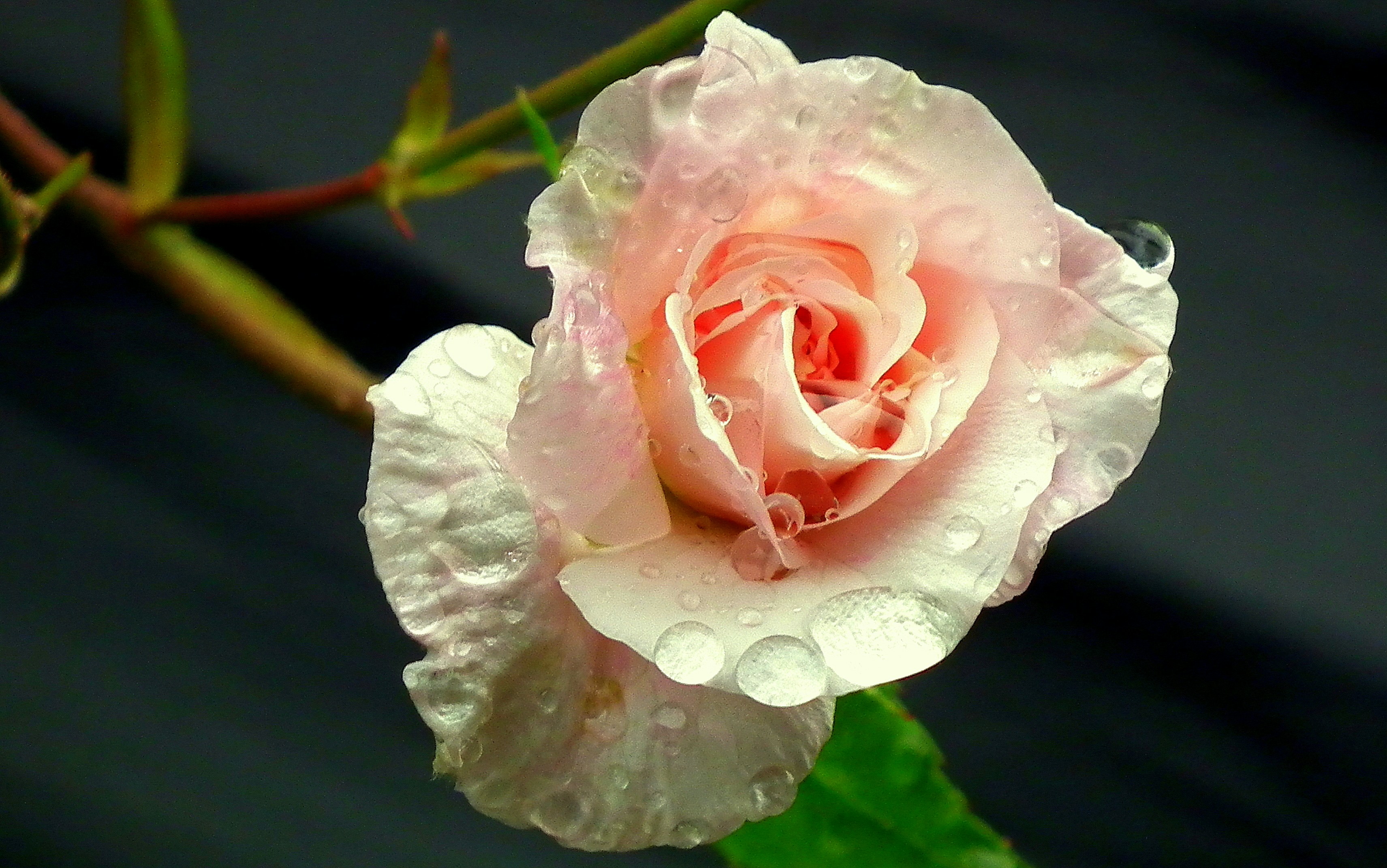 白とピンクのバラが咲きましたの写真 Unsplashで見つける薔薇の無料写真