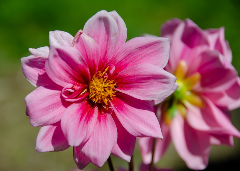 pink and white flower in tilt shift lens