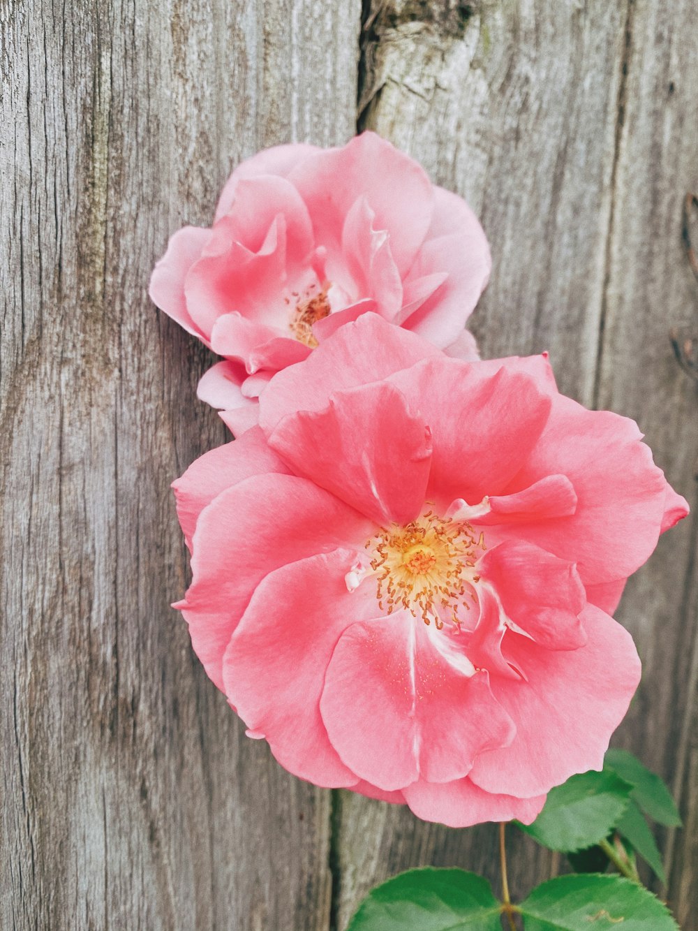 flor rosada sobre superficie de madera gris