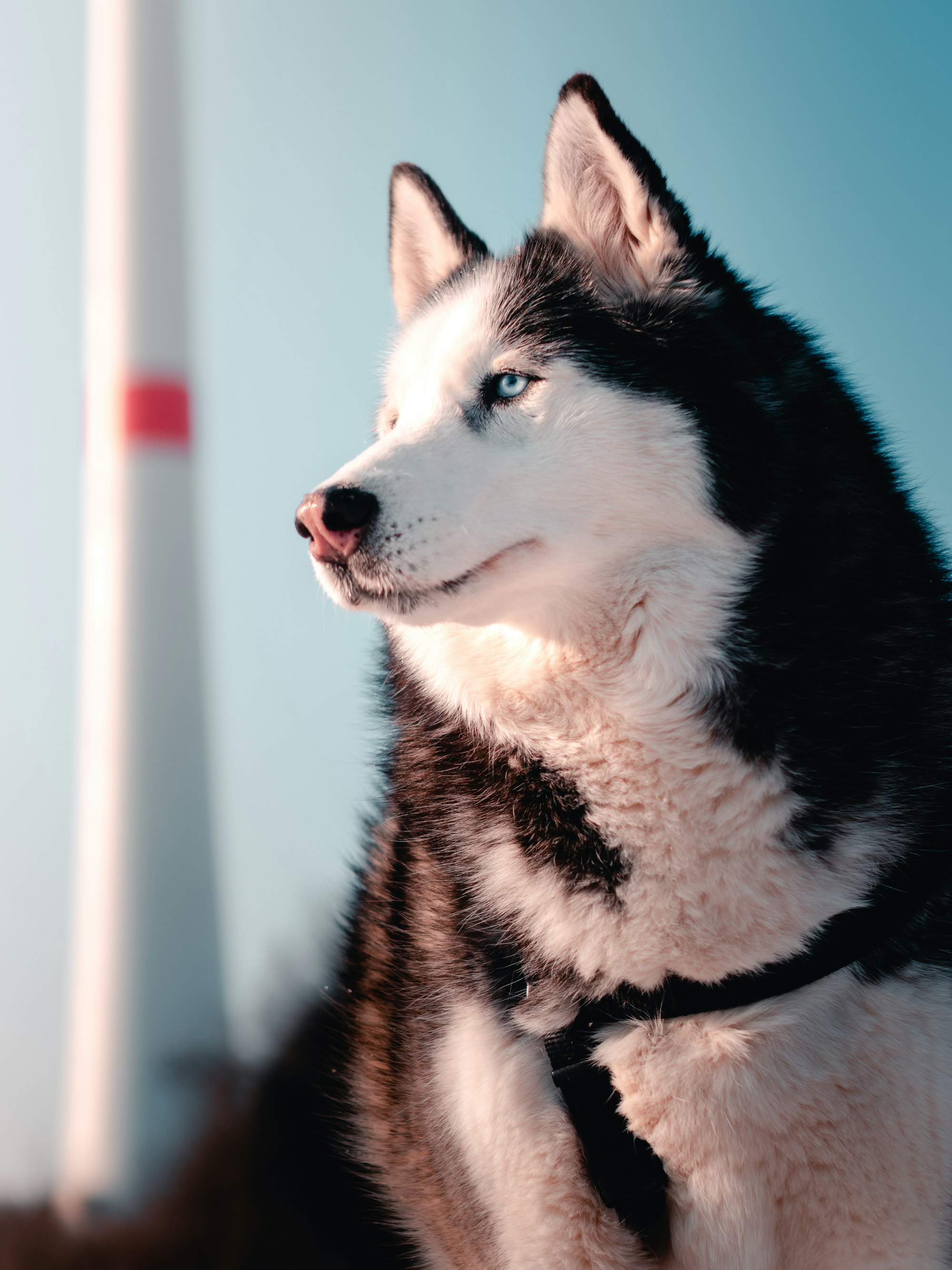 Husky girl with sunset