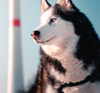 black and white siberian husky