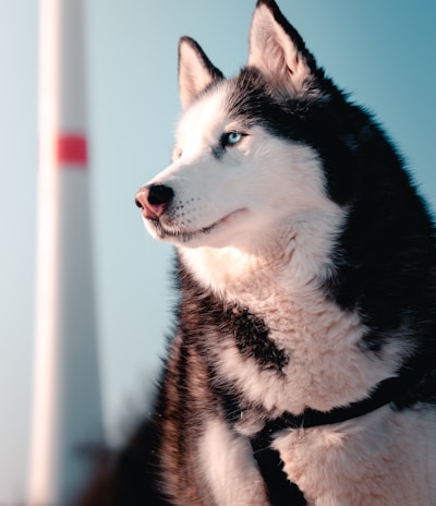 black and white siberian husky