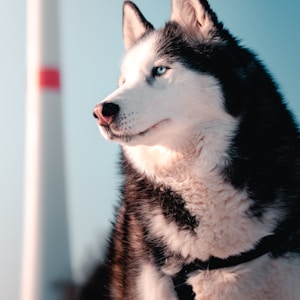 black and white siberian husky