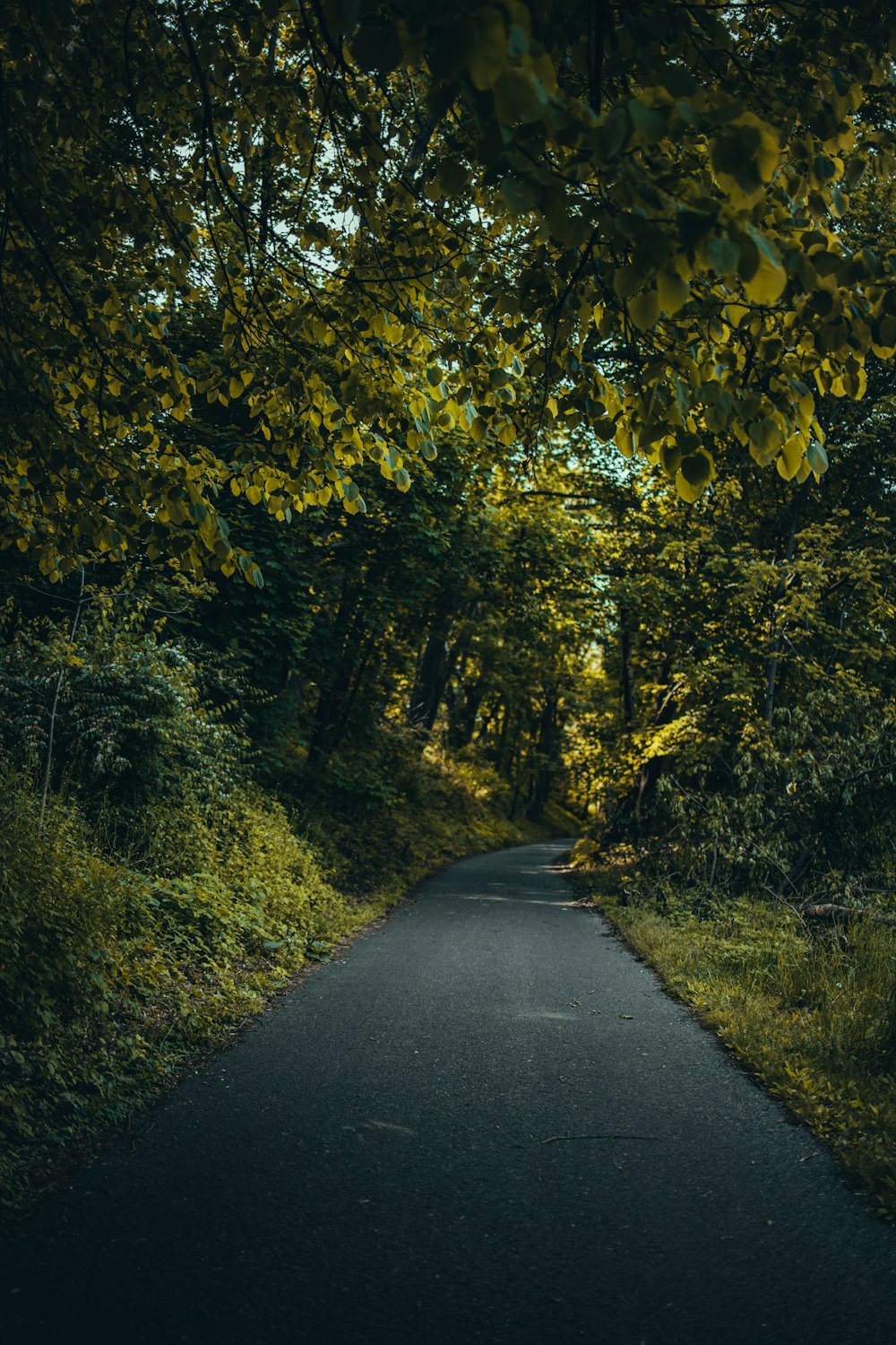 gray concrete road between green trees during daytime